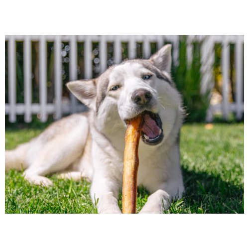 Downtown Pet Supply products