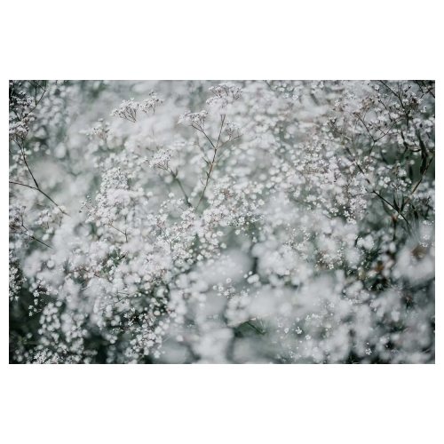 Petal Driven products