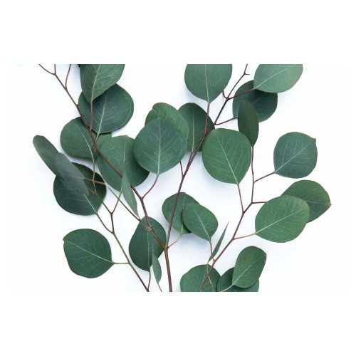 Petal Driven products