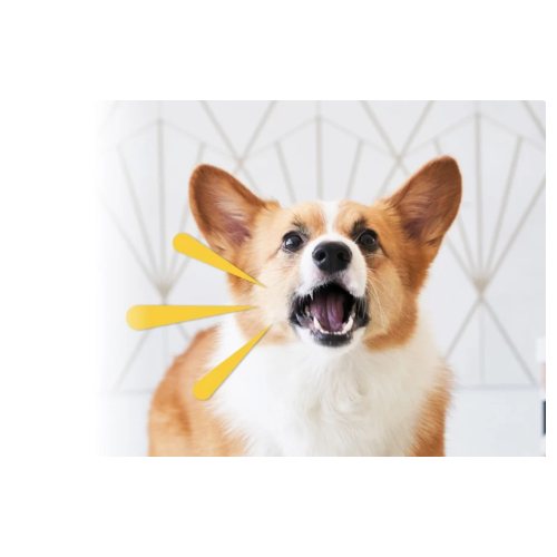 Furbo Dog Camera products