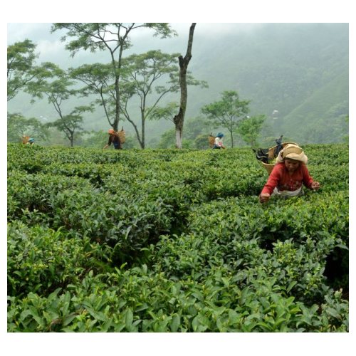 The Tea Spot products